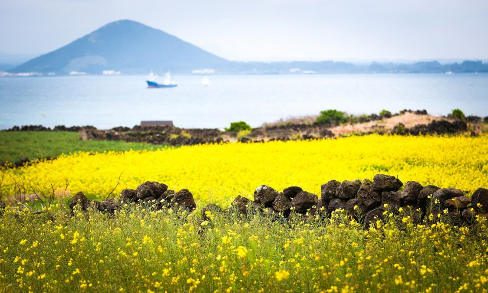 Cánh đồng hoa cải vàng mộng mơ