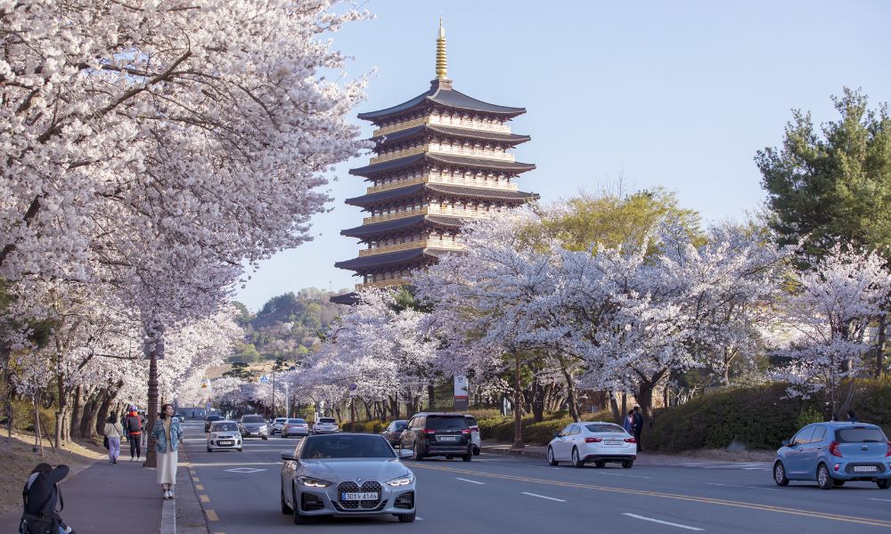 Cố đô Gyeongju vào mùa xuân