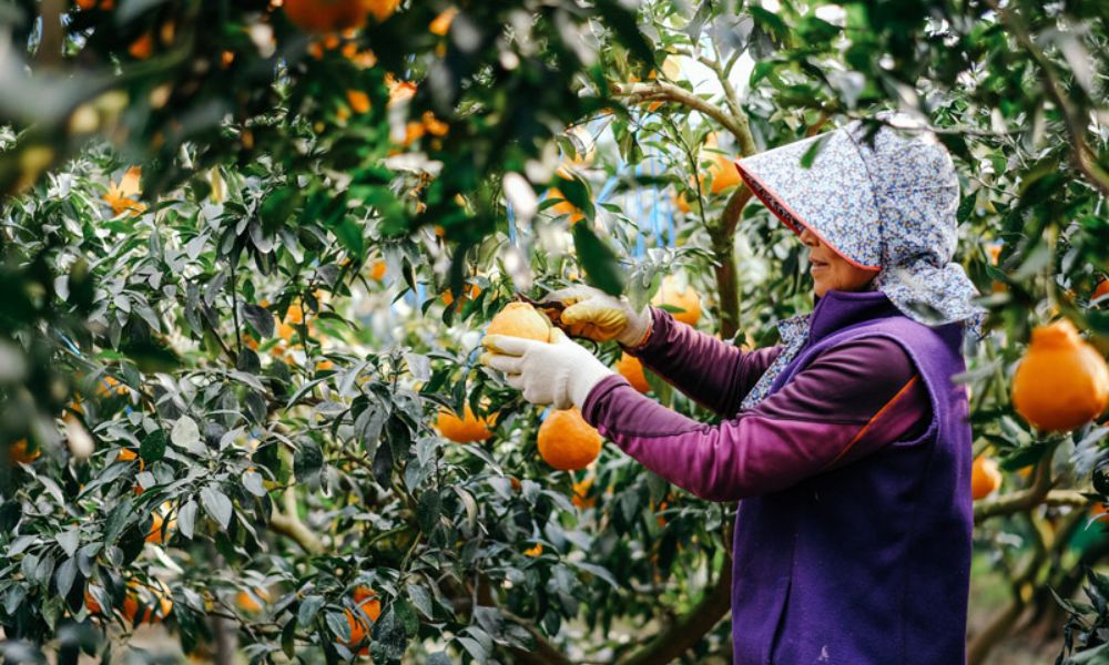 Trải nghiệm hái quýt ngay tại vườn 