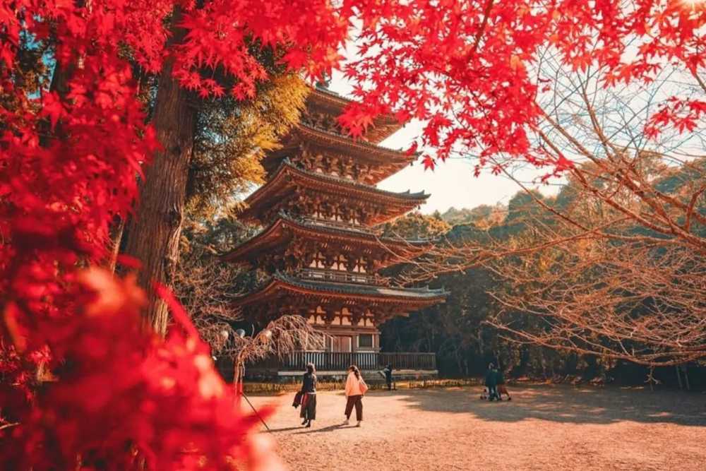 Du lịch Nhật Bản tự túc 2026: Cẩm nang từ A-Z cho người mới (lịch trình, chi phí, ăn ở, di chuyển) 14 Ẩm thực Nhật Bản cho người mới: ăn gì và đặt chỗ ra sao