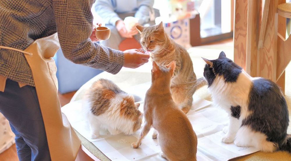 Animal Cafe - khoảng lặng giữa phố công nghệ