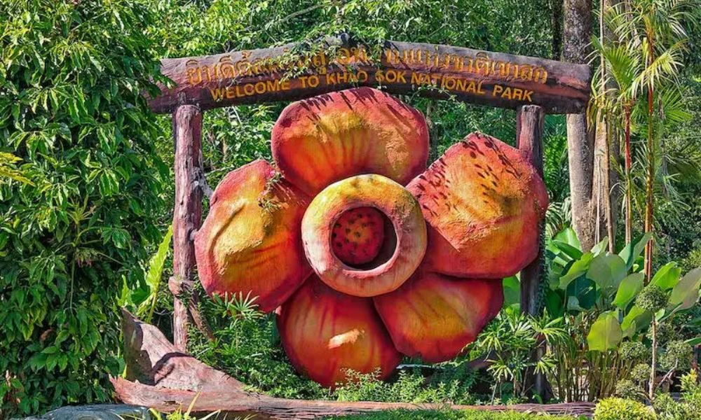 Du lịch Thái Lan: Khám phá rừng mưa nguyên sinh Khao Sok 5 Biểu tượng hoa Rafflesia