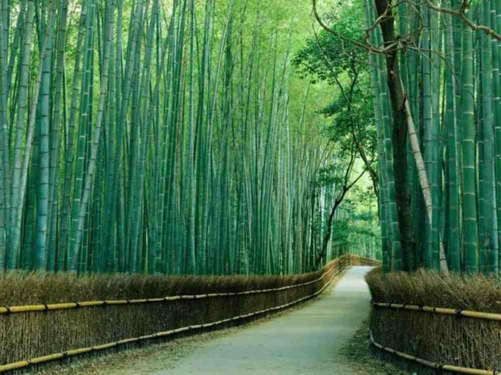 Rừng trúc Arashiyama ở Kyoto: Kinh nghiệm đi thực tế, thời điểm đẹp và lịch trình dễ áp dụng 15 Cách đi đến rừng trúc Arashiyama từ trung tâm Kyoto