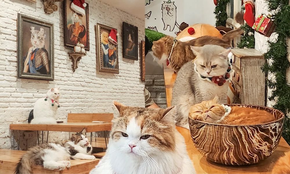 Đảo mèo và café mèo ở Thái Lan có gì hấp dẫn du khách? 6 Caturday Cat Café