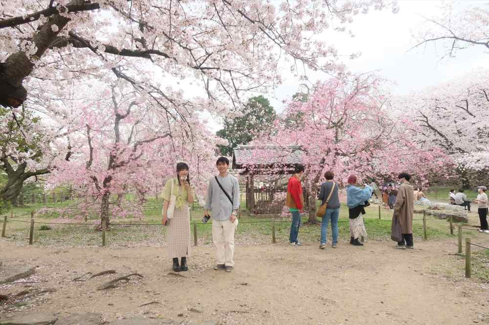 Du lịch Nhật Bản tháng 3 có đông không, chi phí thế nào?