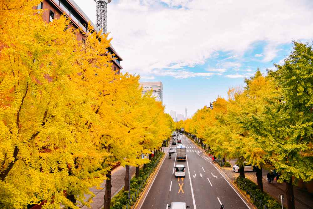 Nên mặc gì và chuẩn bị gì khi đi Nhật tháng 11