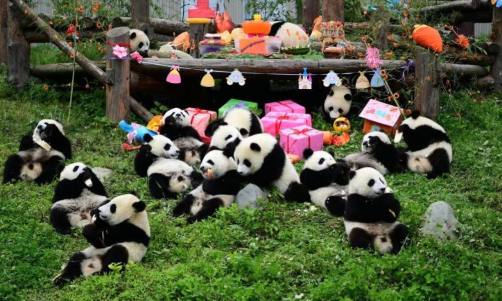 Cơ sở Nghiên cứu Gấu trúc khổng lồ