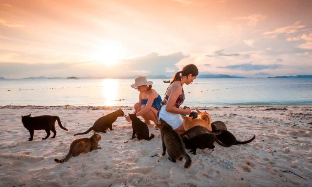 Đảo mèo và café mèo ở Thái Lan có gì hấp dẫn du khách? 5 Đảo mèo Thái Lan