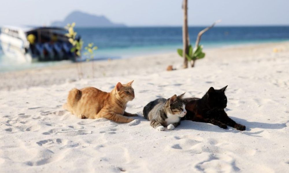 Đảo mèo và café mèo ở Thái Lan có gì hấp dẫn du khách? 12 đảo mèo