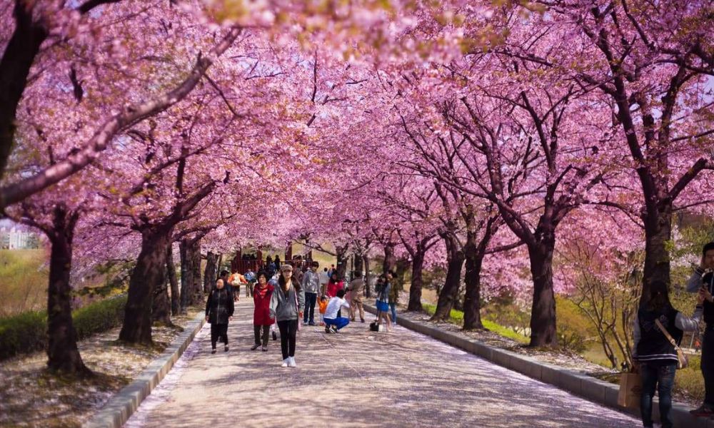 6 địa điểm du lịch nhất định bạn phải ghé vào mùa xuân tại Hàn Quốc 2 địa điểm du lịch vào mùa xuân