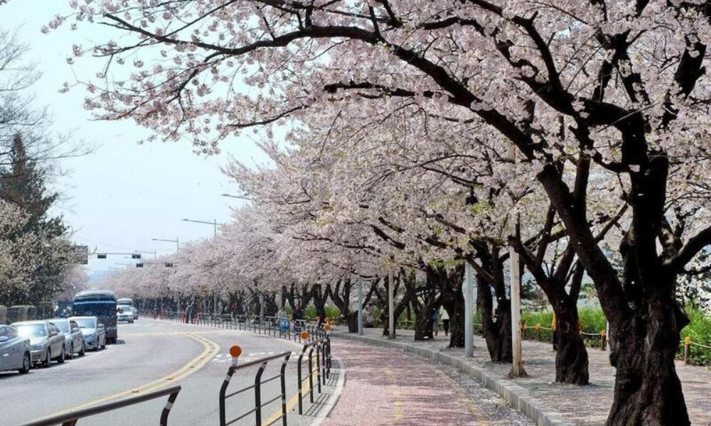 đường phố hàn quốc vào xuân