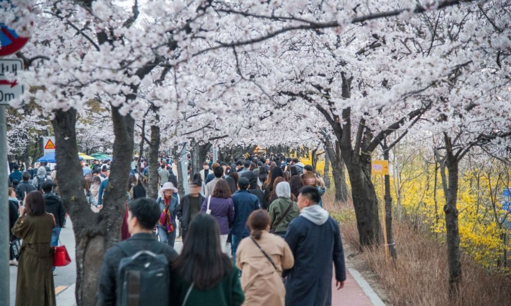 đường phố vào mùa xuân