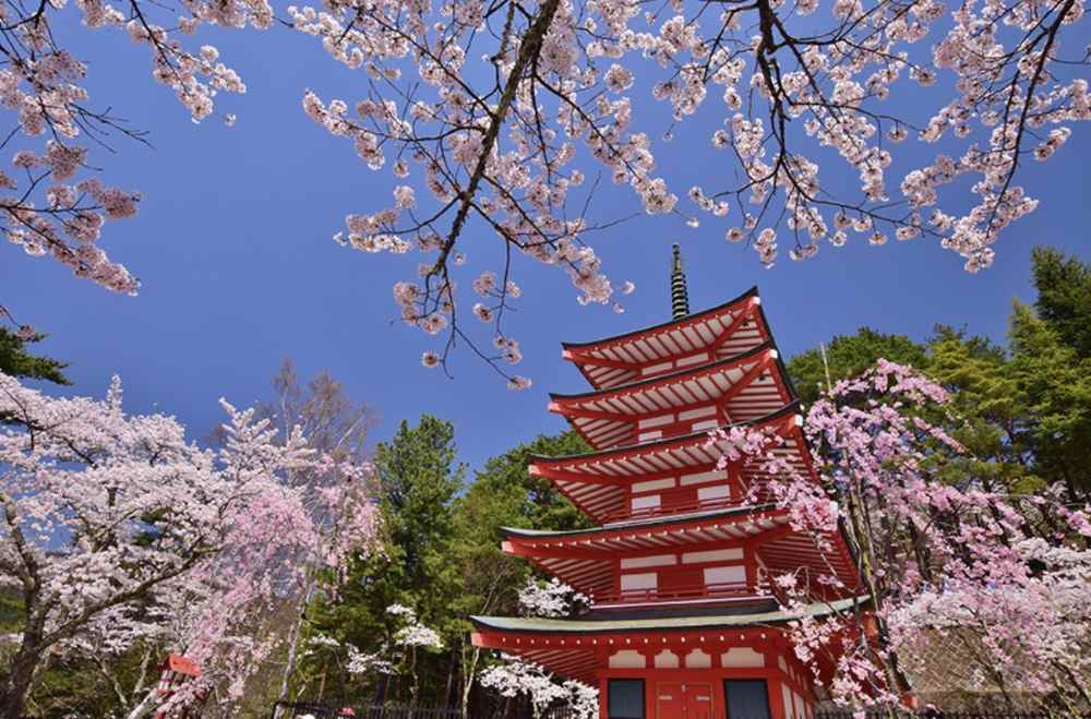 Hanami là gì? Cẩm nang ngắm hoa anh đào Nhật Bản trọn vẹn từ A-Z 8 hanami là gì