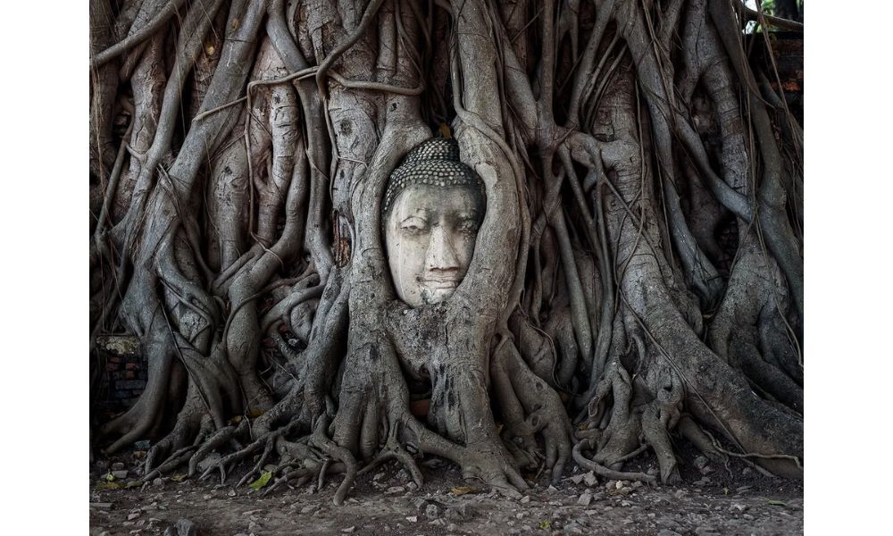 TOP 10 ngôi chùa nổi tiếng nhất ở Thái Lan nên ghé thăm 15 Hình ảnh đầu tượng Phật nằm trong rễ cây