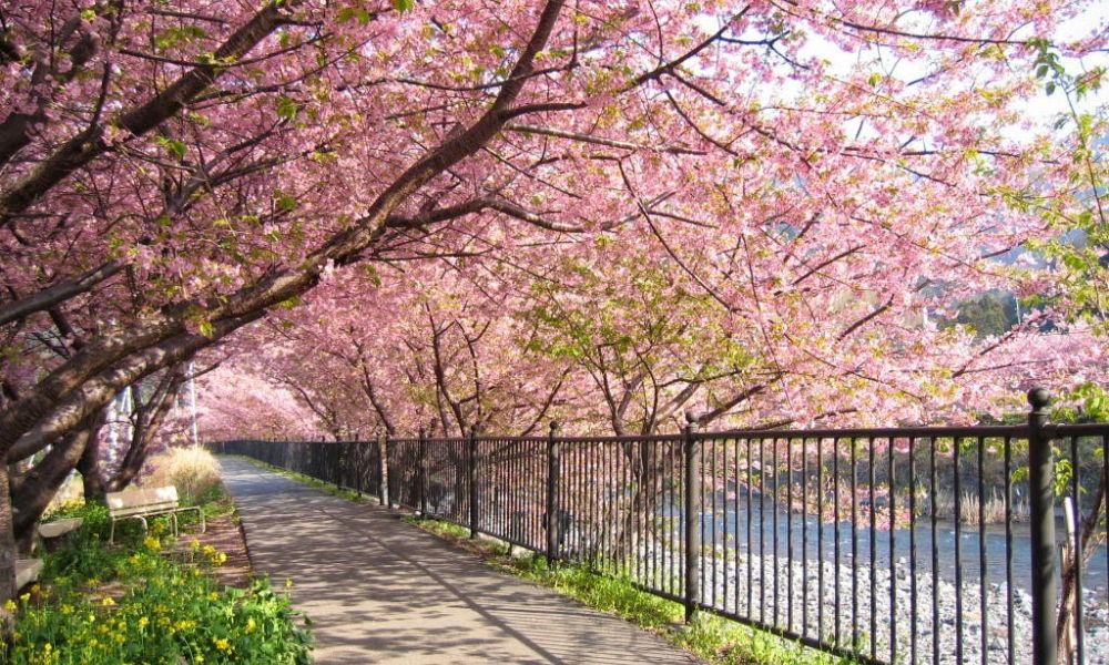 hình ảnh hoa anh đào tại đảo nami