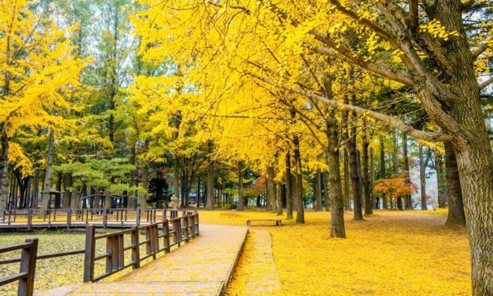 hình ảnh mùa thu tại đảo nami