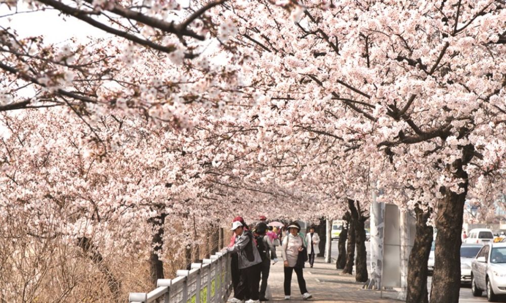 hoa anh đào nở rộ tại các cung đường