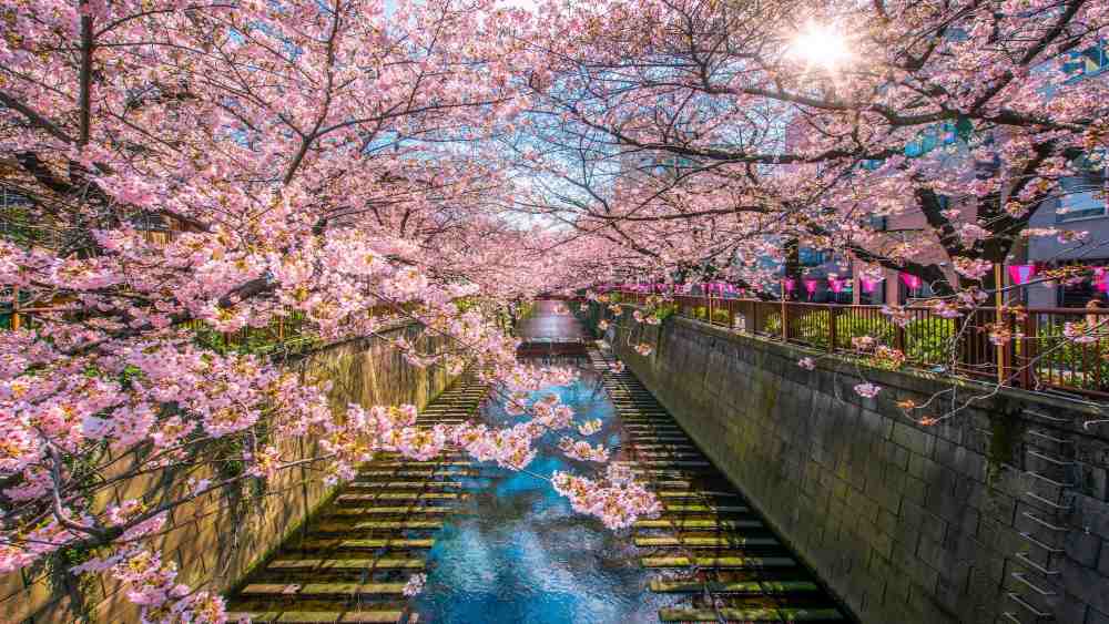 khu vực sông Meguro (Nakameguro)