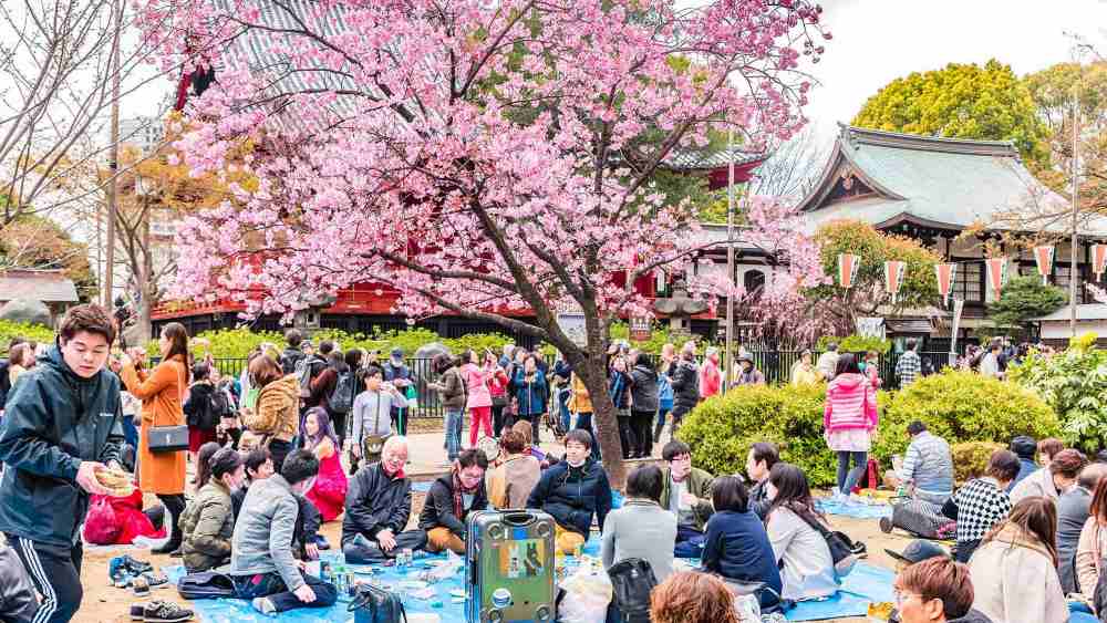 Kinh nghiệm chuẩn bị buổi tiệc Hanami đúng chuẩn như người bản địa