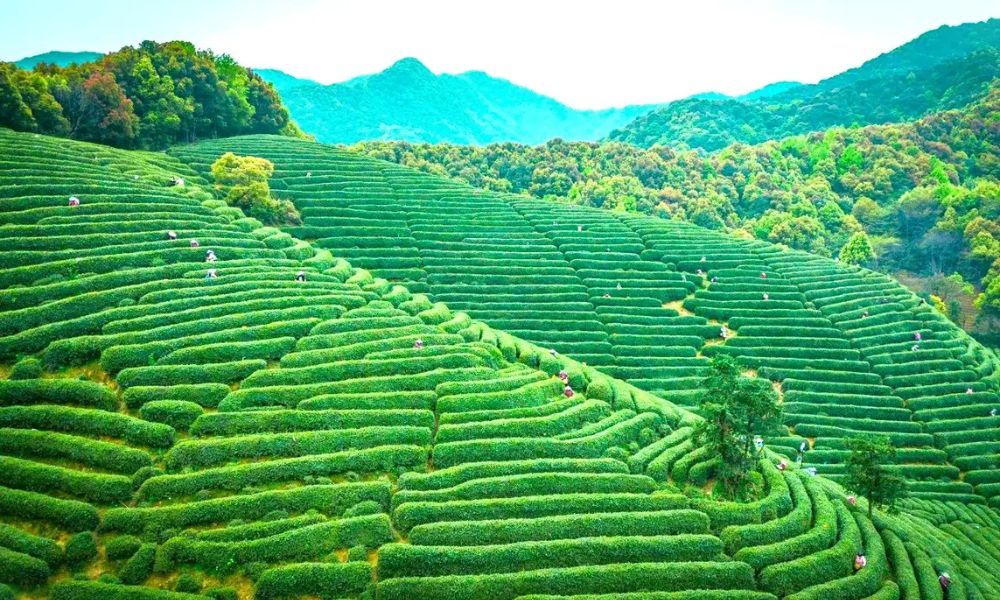 Làng trà Long Tỉnh (Longjing Tea Village)