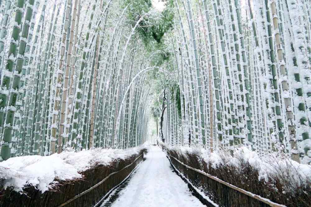 Rừng trúc Arashiyama ở Kyoto: Kinh nghiệm đi thực tế, thời điểm đẹp và lịch trình dễ áp dụng 18 Lịch trình tham quan rừng trúc Arashiyama tham khảo