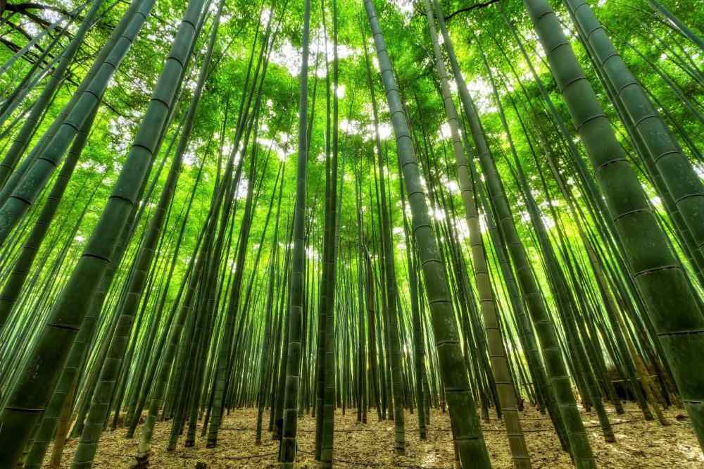 Rừng trúc Arashiyama ở Kyoto: Kinh nghiệm đi thực tế, thời điểm đẹp và lịch trình dễ áp dụng 17 Lịch trình tham quan rừng trúc Arashiyama tham khảo
