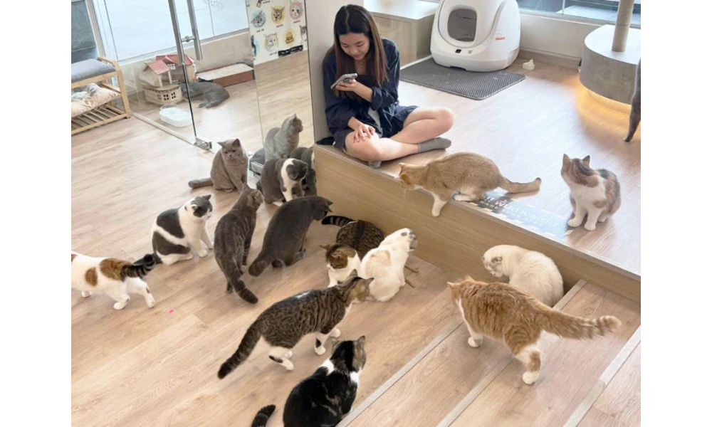 Đảo mèo và café mèo ở Thái Lan có gì hấp dẫn du khách? 7 Mali Cat Café & Bar