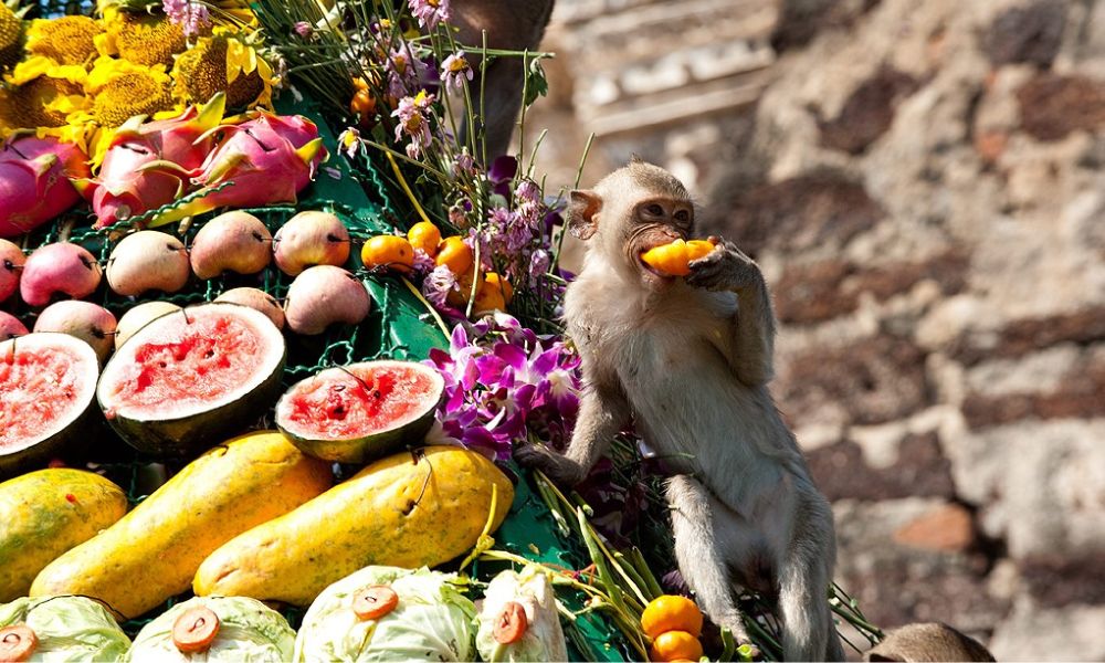 Monkey Buffet Festival