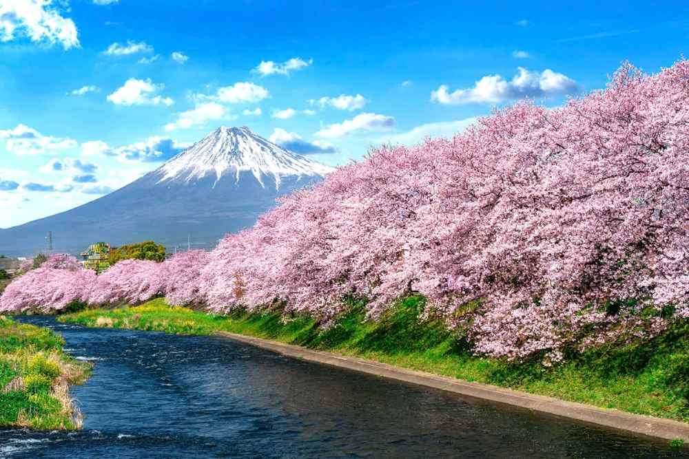 Du lịch Nhật Bản mùa hoa anh đào: Kinh nghiệm đi đúng thời điểm để thấy sakura đẹp nhất 7 Nên đi đâu để ngắm hoa anh đào đẹp mà không quá đông?