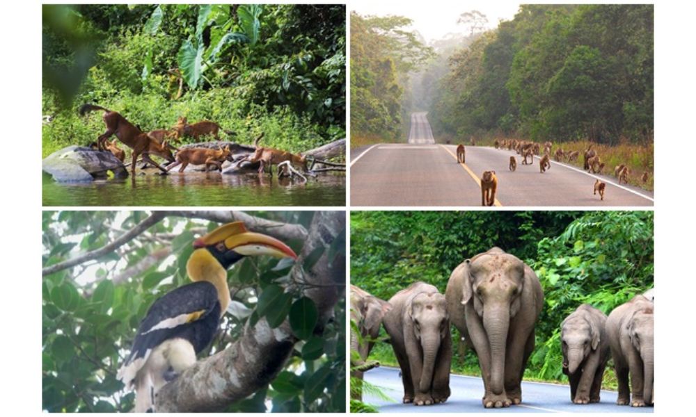 Ngắm động vật hoang dã