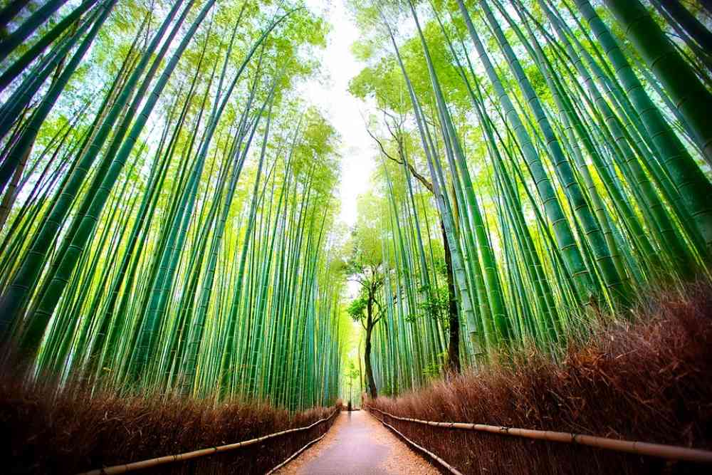 Rừng trúc Arashiyama ở Kyoto: Kinh nghiệm đi thực tế, thời điểm đẹp và lịch trình dễ áp dụng 13 Rừng trúc Arashiyama ở Kyoto có gì đặc biệt?
