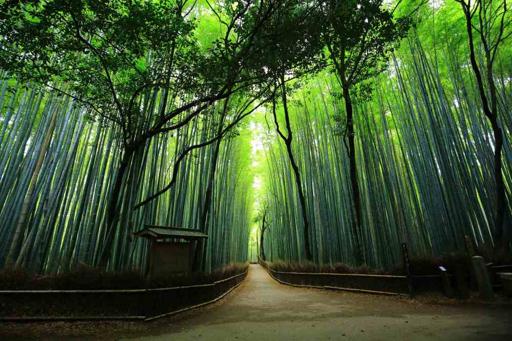 Rừng trúc Arashiyama ở Kyoto: Kinh nghiệm đi thực tế, thời điểm đẹp và lịch trình dễ áp dụng 11 rừng trúc arashiyama