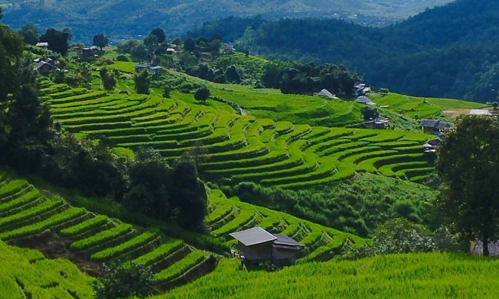 Ban Pa Pong Piang có gì? Điểm đến không thể bỏ lỡ khi du lịch Chiang Mai 5 Ruộng bậc thang