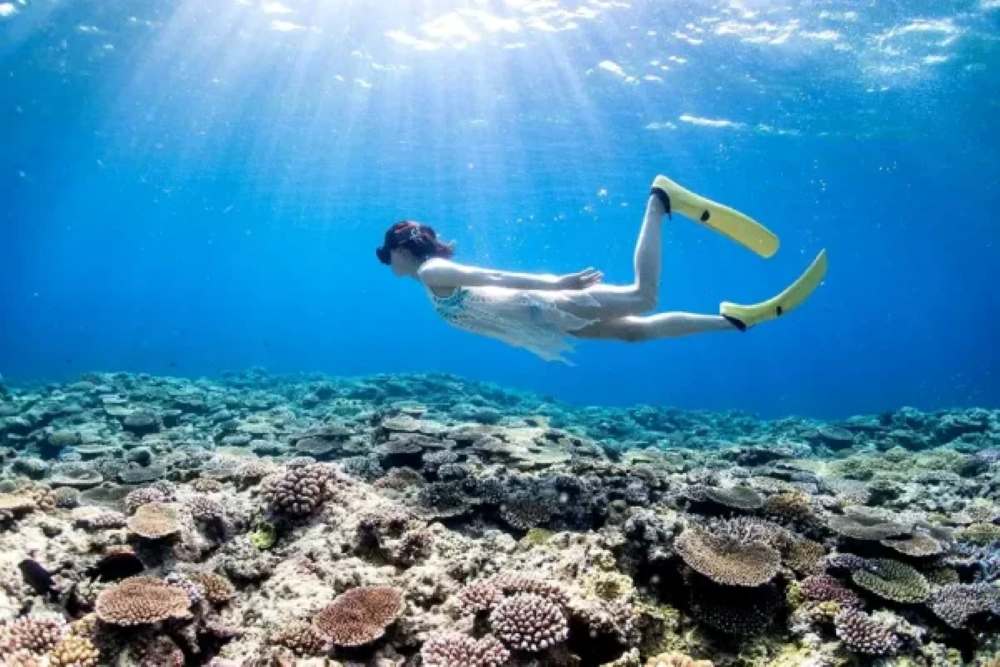 Cẩm nang và lịch trình chi tiết đi đảo Ishigaki cho du khách 2026 22 Snorkeling và lặn ngắm san hô