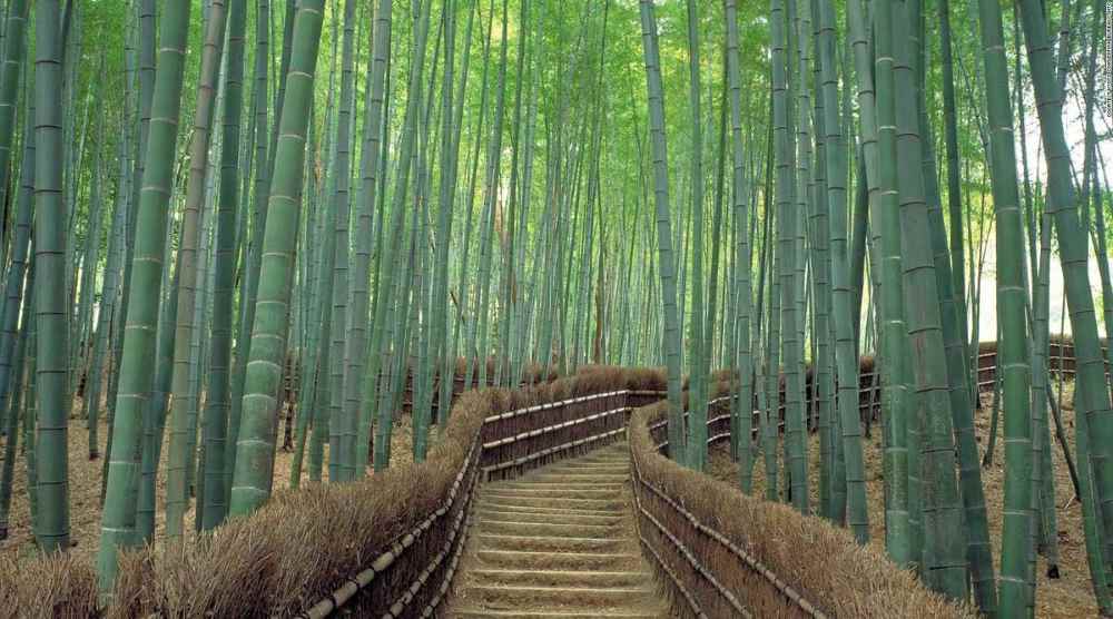 Rừng trúc Arashiyama ở Kyoto: Kinh nghiệm đi thực tế, thời điểm đẹp và lịch trình dễ áp dụng 16 Nên tham quan rừng trúc Arashiyama như thế nào?