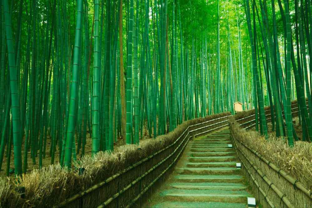 Rừng trúc Arashiyama ở Kyoto: Kinh nghiệm đi thực tế, thời điểm đẹp và lịch trình dễ áp dụng 14 Thời điểm nên đi rừng trúc Arashiyama để tránh đông