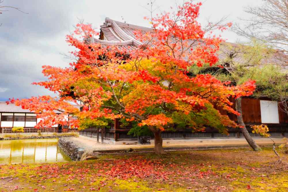 Văn hóa – lễ hội mùa lá đỏ tại Nhật