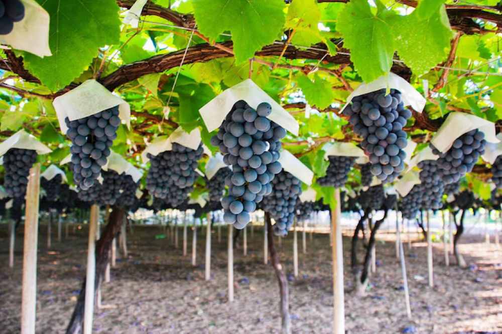 Yamanashi: vườn nho và trải nghiệm hái trái cây mùa thu