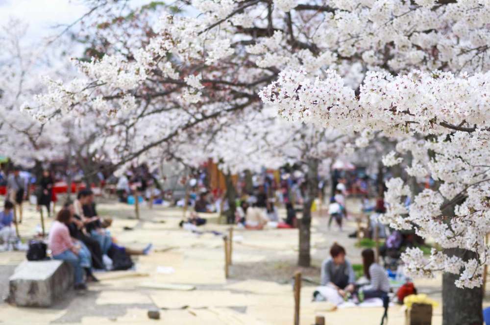 Khám phá ý nghĩa của lễ hội Hanami là gì?