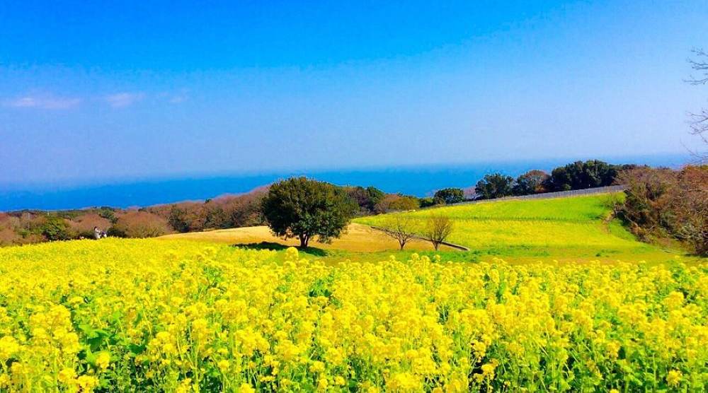 Công viên hoa Awaji Hanasajiki