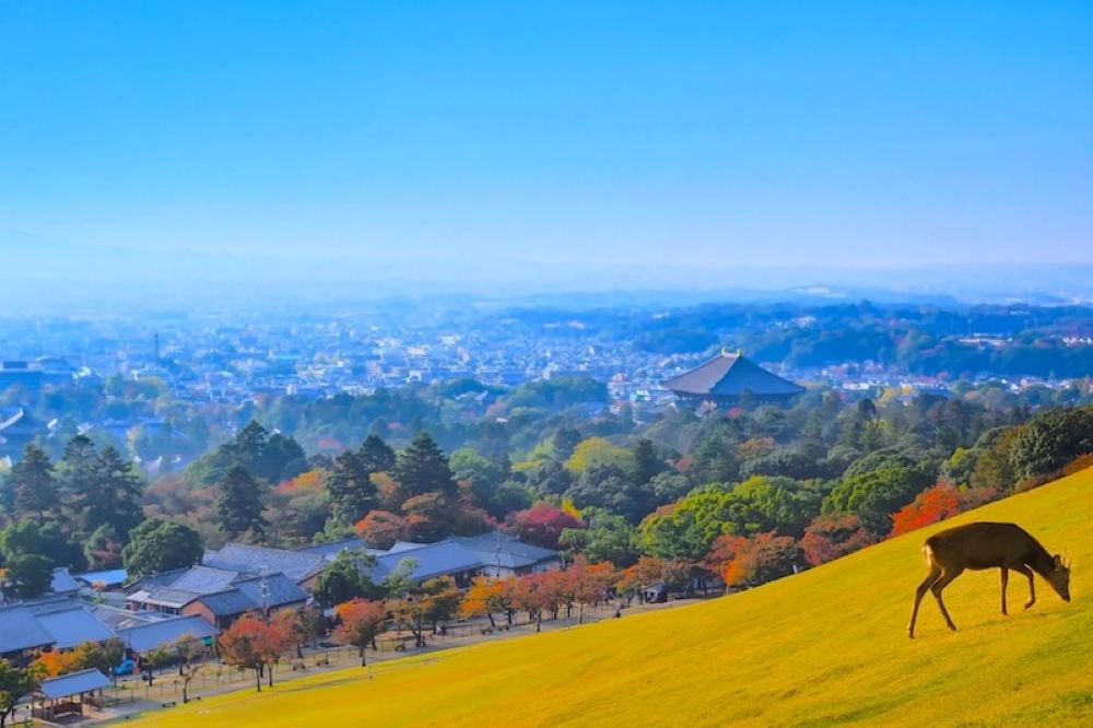 Kinh nghiệm tham quan công viên Nara: Chỉ dẫn đi lại và cách tương tác an toàn với nai 15 Đồi Wakakusa