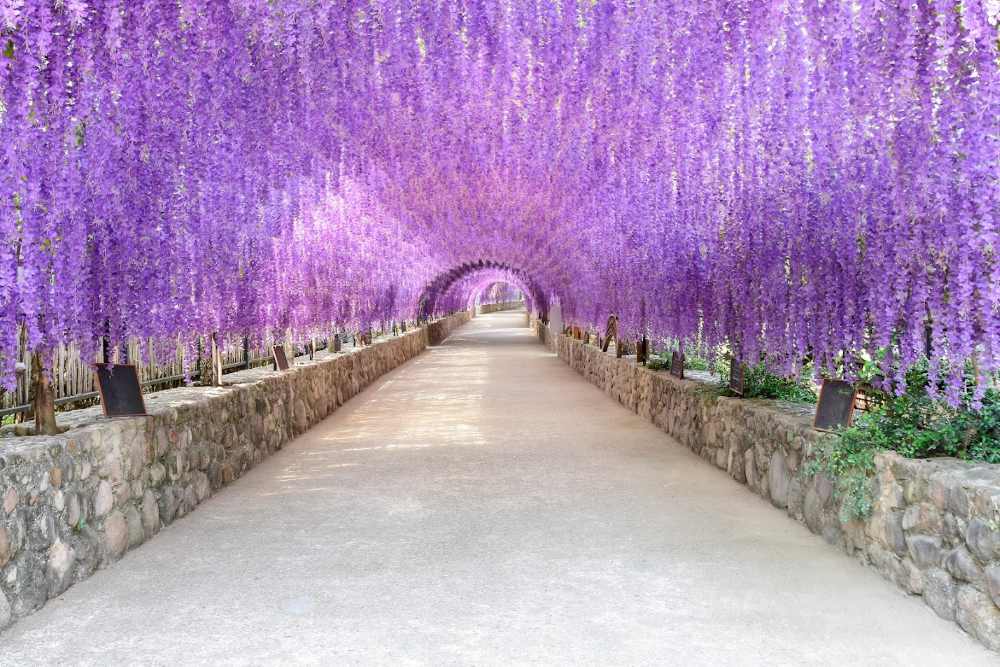 Kinh nghiệm du lịch Golden Week Nhật Bản cho du khách