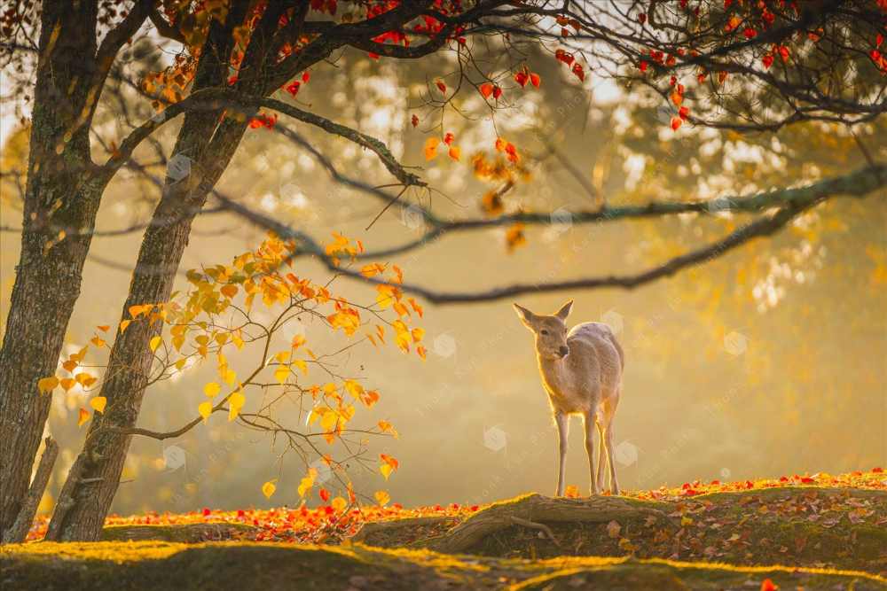 Kinh nghiệm tham quan công viên Nara: Chỉ dẫn đi lại và cách tương tác an toàn với nai 16 Lịch trình tham quan tối ưu: Nửa ngày và 1 ngày