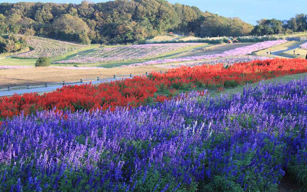 Thời điểm lý tưởng để ghé thăm đảo Awaji